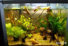 鱼缸水亚硝酸盐高怎么处理？降低鱼缸亚硝酸盐的方法有哪些？速看