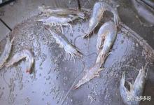 虾塘雨后亚盐高怎么办？大雨过后虾塘亚硝酸盐爆表怎么处理？速看