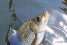 钓塘发现水霉从哪里开始下手？黑坑鱼得了水霉还能继续放鱼吗？