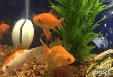 鱼缸水有点浑浊怎么回事？鱼缸的水变浑浊了什么原因？建议收藏