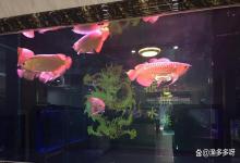 鱼缸亚硝酸盐高什么原因引起的？鱼缸亚硝酸盐高什么情况？速查