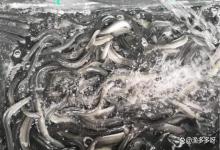 硫醚沙星在水产中的作用？硫醚沙星治疗鱼病效果好吗？解答来了