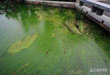 鱼塘水浑浊老绿水怎么处理？养殖池塘水质浓绿怎么办？此法管用
