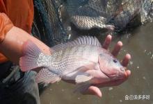 鲈鱼养殖缺维生素都有哪些症状？鲈鱼缺少维生素有什么不良效果？