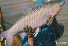 春季寄生虫容易爆发该如何应对？春季鱼类易感染寄生虫如何防治？