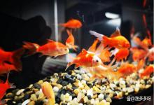 养金鱼的水浑浊怎么办？金鱼缸里水浑浊怎么处理？我来告诉你
