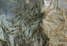 寒冬养虾不增产、吃料差？这样喂开口快消化好，虾价低迷也能稳赚