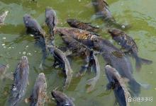 鱼塘刮风下雨后水浑水绿怎么处理？鱼塘雨后出现水混浊怎么处理？