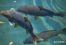 鱼塘水霉病能自愈吗？鱼塘水霉病爆发可以使用漂白粉吗？教你一招