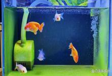 如何降低鱼缸亚硝酸盐的浓度？降亚硝酸盐不用愁，小妙招来帮忙