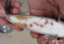 鱼寄生虫如何防治？鱼寄生虫用什么药？老鱼农告诉你