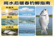 雨水过后回暖！这3种天气大板鲫疯狂咬钩，90%钓友都想不到