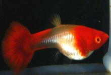 孔雀鱼杂交好不好