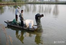 冬天水温低鱼塘可以施磷肥吗？冬季鱼塘可以使用磷肥和尿素肥吗？