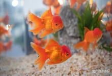 鱼缸亚硝酸盐怎么消除最快？按这个方法，亚盐降不下来算我输！