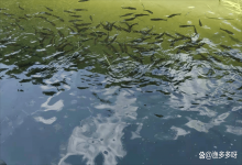 水产养殖鱼塘水变浓绿怎么解决？鱼塘水质过浓过绿怎么处理？速看