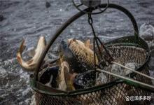 鲫鱼养殖塘如何做到低温肥水？鱼塘低温肥水最快的方法是什么？