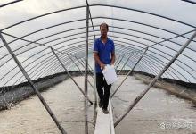 冬季低温期间虾塘如何使用磷酸二氢钾肥水？这样做，肥水效果翻倍