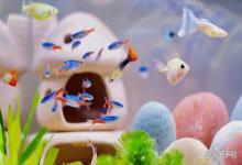 如何调理鱼缸浑浊的水质？鱼缸水质变浑怎么办？重点都在这