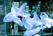 鱼缸水白蒙蒙的怎么办？如何解决鱼缸白雾蒙蒙，浑浊不堪！