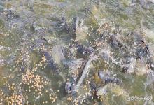 秋季寄生虫要 “作妖”！池塘不趁早防，鱼病了卖不动，白忙活一年