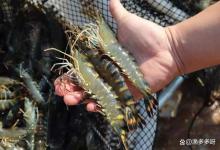 南美白对虾弧菌病怎么处理？对虾高致病弧菌怎么治疗？解答来了