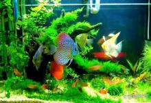 新手入缸就死鱼，鱼缸亚硝酸盐高了怎么办？解决方法看这里，有效