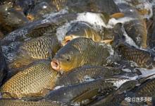 钓场鱼身上长毛是什么病？该怎么治疗？黑坑鱼感染了水霉怎么办？