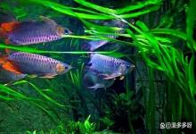 鱼缸亚硝酸盐超标鱼有哪些表现？当出现这几种症状，代表鱼已经中毒！