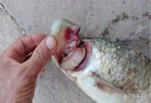 桂鱼烂鳃病怎么治？鱼鳃烂了能自愈吗？教你妙招解忧虑