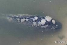 鱼塘可以用盐处理水霉吗？鱼塘水霉病的鱼怎么治疗？这里说清除了