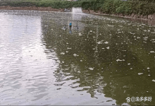 鱼塘水又脏又臭用什么药？鱼池水臭了怎么办？用它可帮你解决