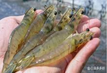 水产芽孢杆菌可以肥水吗？水产芽孢杆菌可以跟肥水一起用吗？速看