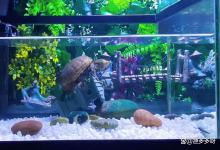 鱼缸水发臭是什么原因怎么处理？鱼缸有异味怎么办？此法超级简单