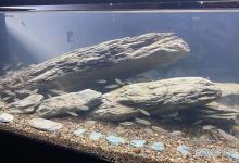 新开鱼缸水发白雾蒙蒙多久才变清？鱼缸水白蒙蒙怎么快速变清？