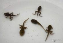 蝌蚪池里面的水浑浊怎么办？蝌蚪池水浑浊用什么方法能变清？