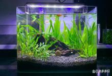 自来水养鱼水浑浊怎么办？新手养鱼鱼缸水浑浊怎么变清？亲测好用