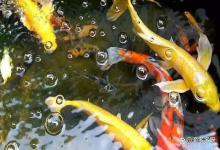 露天鱼池水浑浊该怎么变清？假山鱼池的水浑浊怎么处理？解答来了