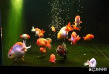 鱼缸水亚硝酸盐高咋办？不换水也能降低亚硝酸盐浓度？你信吗？