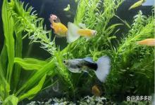 鱼池亚硝酸盐高怎么降下来？降低鱼池亚硝酸盐的方法有哪些？