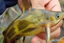 鱼感染寄生虫用什么药？鱼身上有寄生虫用什么药？水产人要知道
