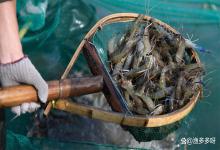 虾塘亚硝酸盐高用什么方法补救？虾塘亚硝酸盐高用什么可以降？