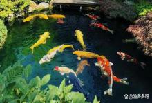 鱼缸亚硝酸盐高了鱼会怎样？鱼缸亚硝酸盐高对鱼有什么影响？速看