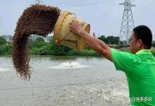 鱼塘冬季低温肥水如何选择？鱼塘肥水该如何选择冬季肥料？你选对了吗？