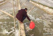 虾塘放苗后两三天水质清瘦又寡淡怎么办？放苗后水色掉清水难肥怎么办？