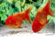 鱼缸水质为什么会变浑浊？鱼缸水浑浊之后为啥越换水越浑浊？速看