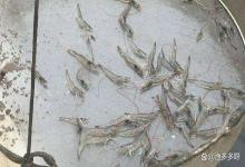 连续下雨虾塘要每天做防应激吗？连续下雨虾塘怎么管理？你清楚吗