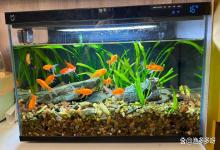新买的鱼缸水浑浊怎么办？新鱼缸养水一天水变浑怎么办？经验分享