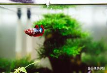 生态缸水浑浊怎么办？生态缸怎么保持水质清澈？学会后省时又省钱
