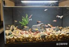 鱼缸的水浑浊怎么办加黄粉有用吗？金鱼缸水浑浊怎么办？此法有效
